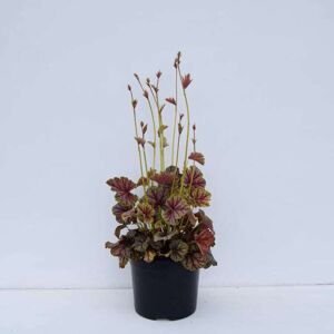 Heuchera 'Green Spice' ---